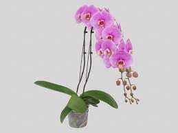 PHALAENOPSIS-P15-2-HT