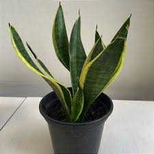ESPADA-S-RITA-SANSEVIERIA-P15
