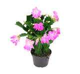FLOR-DE-MAIO-P11