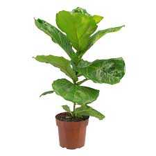 FICUS-LYRATA-P17