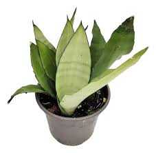 SANSEVIERIA-P15