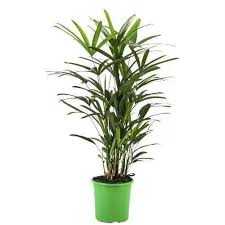 -Planta-Palmeira-Raphis-Pote-24