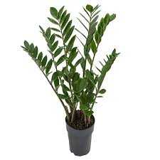 ZAMIOCULCAS-PREMIUM-P17-PREMIUM