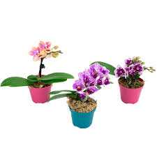 PHALAENOPSIS-MINI-P06-2-HT