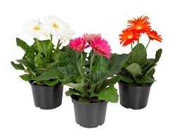 GERBERA-P14