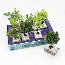BONSAI-JUNIOR-VASO-PLASTICO