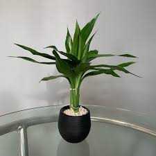 BAMBOO-DA-SORTE