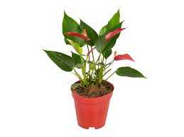 ANTHURIUM-VARIADO-P09