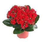 KALANCHOE-DOBRADO-P15