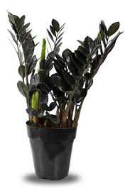 ZAMIOCULCA-DARK-BLACK-ZAMICRO-P11
