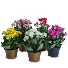 KALANCHOE-DOBRADO-P11