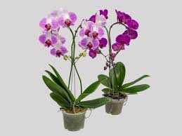 PHALAENOPSIS-CASCATINHA--P12
