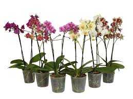 PHALAENOPSIS-P12-MULTIFLORA-2-HT