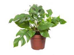 PHILODENDRON-MINIMA-P15--MOUSEDA