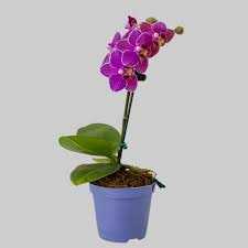 PHALAENOPSIS-MINI-P09-2-HT