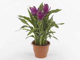 CURCUMA-SIAM-SUBLIME-P17