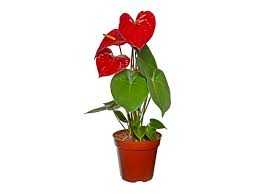 ANTHURIUM-ESUDO-P12