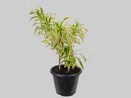 DRACENA-PREOMELE-P24