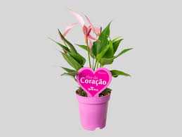 ANTHURIUM-LILLI-P09-PREMIUM