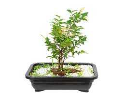 BONSAI-JOVEM-6-A-10-ANOS-VASO-PLASTICO
