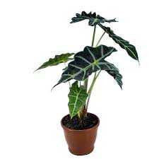 ALOCASIA-POLLY-P17