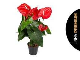 ANTHURIUM-MICHIGAN-P17-PREMIUM