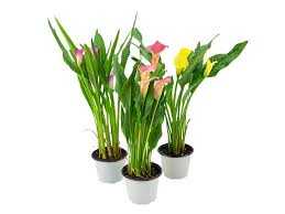 CALLA-P15-DIV