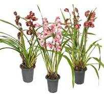 CYMBIDIUM-2HT