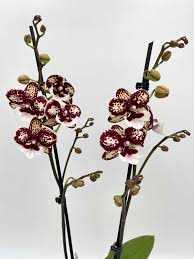 PHAL-CHCOCOLATE-P15