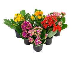 KALANCHOE-P06