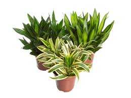 DRACENA-REFLEXA-SONG-OF-INDIA-P12