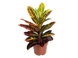 CROTON-P17