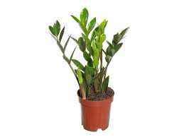 ZAMIOCULCAS-P09